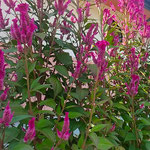 鳴門市の料理店の鶏頭に柔らかな秋の日差しが注いでいました。　　　　　・鶏頭に何と柔らかなる日差(和良)