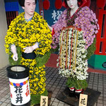 菊人形展の方では初日から菊をたっぷりと咲かせていました。　　　　・初日からたつぷり咲かせ菊人形(和良)