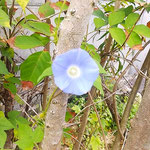 我が家の庭の朝顔は今朝は仰ぎ見るほどの高さに咲いています。　　　　・仰ぎ見る高さや今朝の朝顔は(和良)