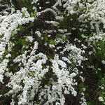 ミュージアムへの道の雪柳はゆったりとしだれ咲いていました。　　　・ゆつたりと揺れてしだれて雪柳(和良)