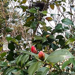 鳥の巣のある城址公園の椿はたくさんの花をつけていました。　　　　　　・鳥の巣のある公園の椿咲く(和良)
