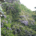 萬翠荘の裏山には見上げるばかりの山藤が花を咲かせていました。　　　　　　　　　　　　・山藤の上へ上へと咲きにけり(和良)