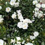 この薔薇が好きですと誘われて白い綺麗な薔薇を見ました。　　　・これこれと好きな薔薇へと誘はれて(和良)