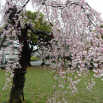 徳島中央公園の広場にはしだれ桜がありますがこれも満開でした。　　・雨に日のしだれ桜のしつとりと(和良)