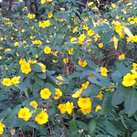 燈台へ行く道のキバナアマには正月の光が差していました。　　　　　　・正月の光り眩しきキバナアマ(和良)