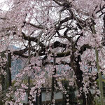 明王寺の樹齢百年の枝垂れ桜には訪ねる人が絶えませんでした。　　　　・百歳の枝垂れ桜を見んと来て(和良)
