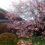 徳島市の原田家住宅では江戸の世からの蜂須賀桜が咲きました。　　　　・江戸の世を今に伝へし桜咲く(和良)