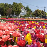 北島町のチューリップ園には一家団欒の姿が見られました。　　　　　　・団欒の老若男女チューリップ(和良)