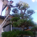 馴染の植木屋さんは天辺の方から順に松手入をしていきました。　　　　　　・天辺の方から始め松手入(和良)