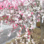 美馬市脇町の河野メリクロンに赤い花と白い桜が咲いていました。　　　　・赤い花白い桜と咲き満ちて(和良)