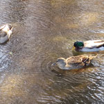 徳島城公園の小さな池にも鴨が三羽ゆっくりと泳いでいました。　・公園の小さき池にも鴨三羽((和良)