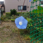 我が家の庭の朝顔は宙ぶらりんを楽しむようなものもありました。　　・朝顔の宙ぶらりんに咲くもあり(和良)