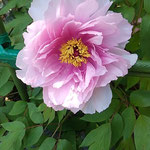 鳴門市の観音寺で見た白牡丹は金色の蕊が美しかったです。　　　　　　　　　・金色の蕊美しき白牡丹(和良)