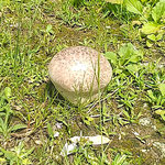 眉山山頂のモラエスの像がある広場で梅雨茸に出合いました。　　　　　　・梅雨茸の眉山山頂広場にも(和良)