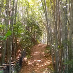 竹の葉が落ちている筍山の斜面はよく滑るので気を付けました。　　　　　　・よく滑る筍山の斜面かな(和良)