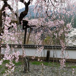 明王寺の樹齢百年の枝垂れ桜は少しづつ散り始めていました。　　　 　・境内を敷き詰め枝垂れ桜散る(和良)