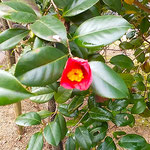 咲き始めた椿の近くには膨らみ始めた蕾がたくさんありました。　　　　　・膨らめる椿の蕾そこここに(和良)