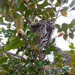 阿南市の牛岐城址の岩田公次句碑の近くに鳥の巣がありました。　　　・ビニールの紐を器用に巣組され(和良)　