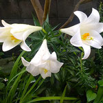 我が家の庭の百合の花が雨にもめげず三つも花を開きました。　　　・百合の花今日は三つも咲いてをり(和良)
