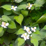 我が家の庭には今年も十薬が白い十字の花を咲かせました。　　　　　　　　・花盛りなる十薬の白十字(和良)