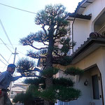 馴染の植木屋さんは昼食の後も松手入の仕上げをしていました。　　　　　　・昼食の後も軽やか松手入(和良)