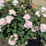 薔薇の名は片仮名ばかりで回っているうちに忘れてしまいました。　・薔薇の名は片仮名ばかりもう忘れ(和良)