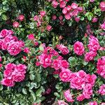 藍住町の薔薇園には美しく綺麗な薔薇がたくさんありました。　・あれも好しこれも好かりと薔薇を見る(和良)