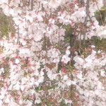 向麻山公園の枝垂れ桜は大振りで身に纏って遊ぶ子もいました。　　　　・子ら遊ぶ枝垂れ桜を身に纏ひ(和良)