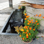 深大寺の手水桶の横に黄花コスモスの鉢が置かれていました。　　　　・手水桶には黄花コスモスの花(和良)