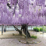 石井町の童学寺では藤の花が咲き競い大勢の人が来ていました。　　　　　・藤棚の下は甘き香満ち溢れ(和良)