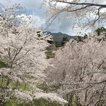 上勝町の病院の横の斜面では枝垂桜が散り始めていました。　　　　　・中空を飛び行く落花ありにけり(和良)