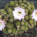 咲き続ける我が家の仙人掌に秋の日差しがこぼれていました。　　　　　・仙人掌の花にこぼるる秋日差(和良)