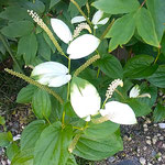 鳴門市のレストランの庭で見た半夏生草の白い葉が綺麗でした。　  　・梅雨明けていよいよ白き半夏生(和良)