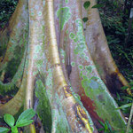 Botanischer Garten