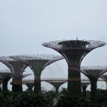 Supertree Grove
