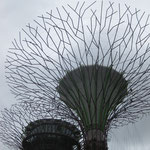 Supertree Grove