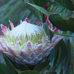Protea