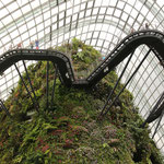 Cloud Forest, Cloud Walk