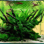 Platz 8 ASC 2020 Aquarium Kategorie von Thorsten Peetz