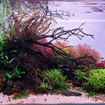 Der 13. Platz der 2025er Aquascaping Championship in der Kategorie "Aquarium"