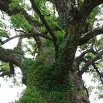 The biggest "Kamo" Camphor-tree in Japan