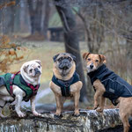 Wenn es kalt ist, tragen die Hunde der Gassi-Gruppe gerne ihre Mäntel