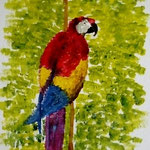 Papagei I. Acryl. 24x18 (verkauft)