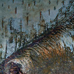 Birkenrest