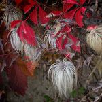Herbstpracht