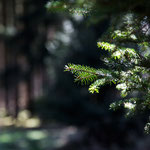 Im Wald