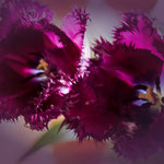 Tulpen 21- 1