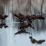 Vogelflug