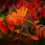 Essigbaum 1