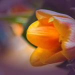 Tulpen 21-2